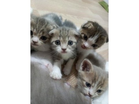Scottish fold yavrularımız