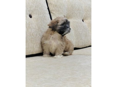 Safkan sıfır numara erkek shih tzu