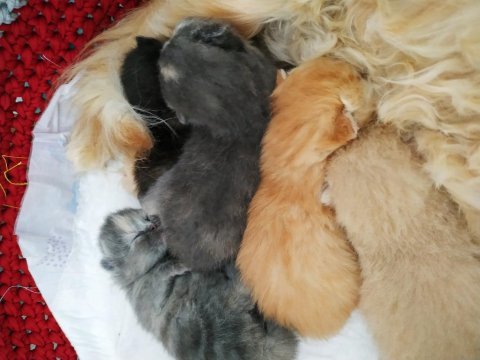 Ev ortamından sağlıklı bebekler british shorthair