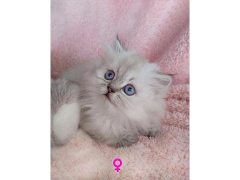 3 yeni british longhair bebekler