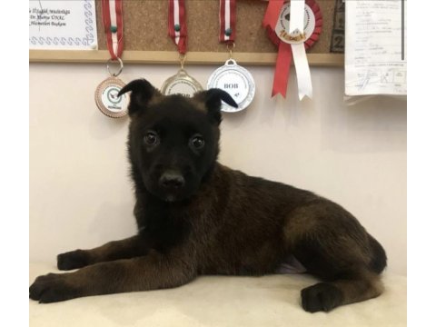 Safkan ırk garantili malinoisler