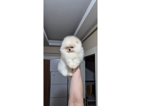 Üst kalite ayıcık yüz pomeranian boo erkek