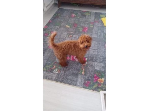 Poodle oğlumuza sıcak bir yuva arıyoruz