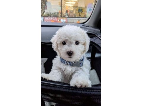 Ruhsatlı çiftlikten bichon frise yavrular