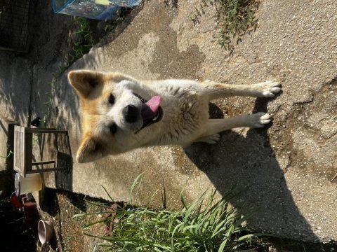 Ücretsiz sahiplendirme akita köpeğimiz