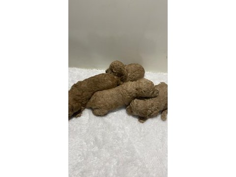 Apricot renk dişi erkek tam toy poodle yavrular