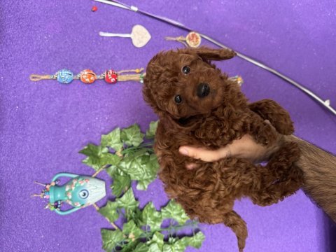 Scrli ırk sağlık boy kg garantili dark red brown poodle