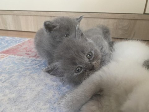 Anne altından yavru british shorthair kediler