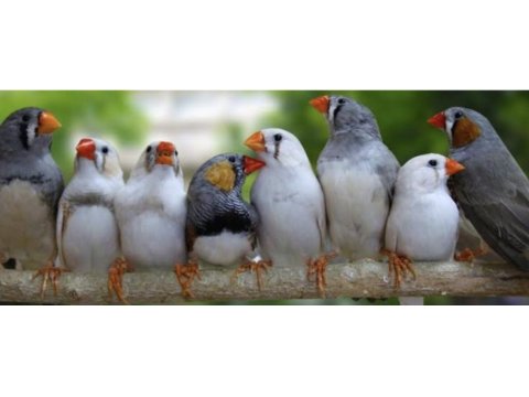 Zebra finch (hint bülbülü)