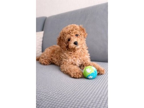 Tarım bakanlığı onaylı a kalite maltipoo yavrular