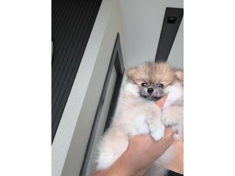 Pomeryan boo köpeğimiz