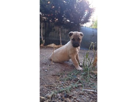 Kangal yavruları