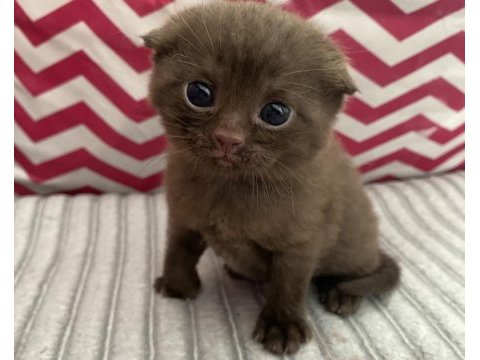 Scottish fold erkek yavru yeni yuvasını arıyor