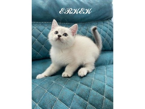 British shorthair blue point