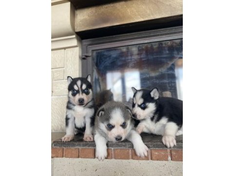 Husky bebekler dişi ve erkek