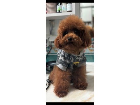 Irk garantili toy poodle bebekler