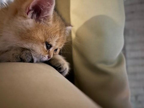 Golden tombiş british shorthair