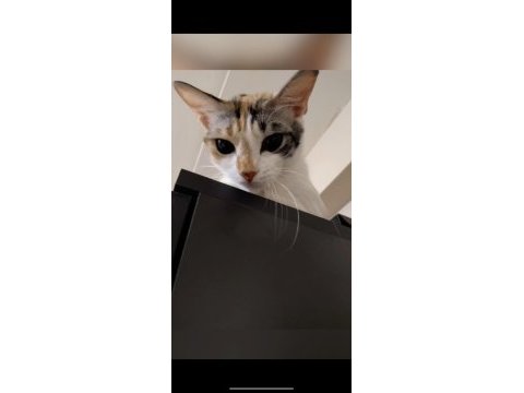 Minik kedimiz yeni yuva arıyor