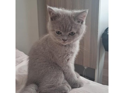 2 aylık british shorthair bebekler