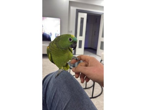 Konuşan gülen blue front amazon papağanı