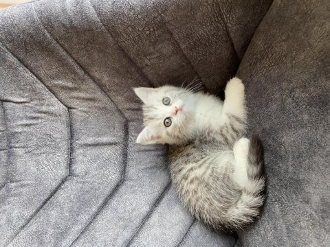 Sahibinden exotic shorthair yavrusu