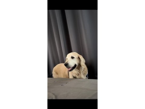 Dört yaşında full eğitimli golden retriever