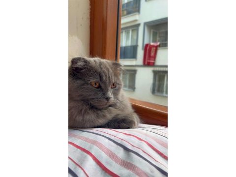 1 yaşında gayet sağlıklı aşıları tam scottish fold