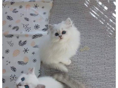 British longhair lynx point yavrular