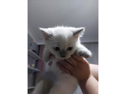Erkek british shorthair yavrularımız sıcak yuvalarını arıyor