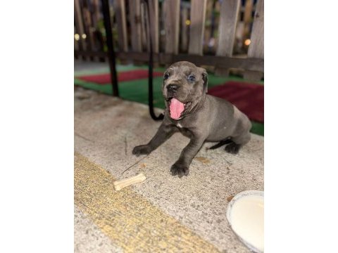 A kalite cone corso blue 2 aylık