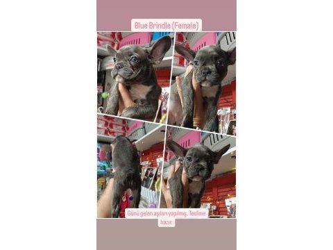 2 blue brindle dişi 1 blue merle erkek french bulldog