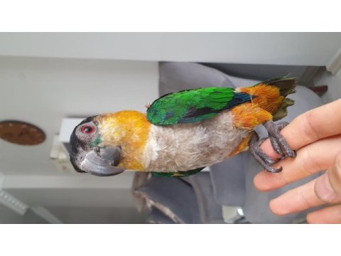 Evcil akıllı fırsat kayık papağanı