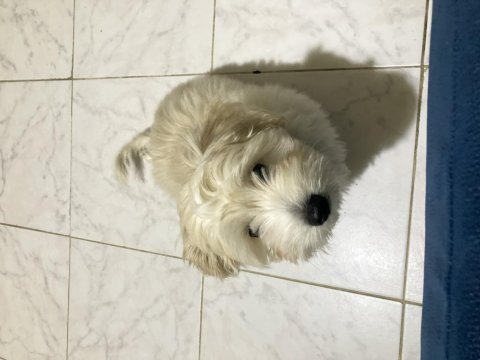 Maltipoo köpeğimizi sahiplendirme