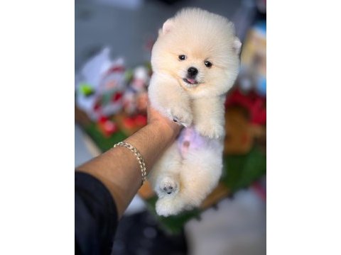 Pomeranian şecereli teacup