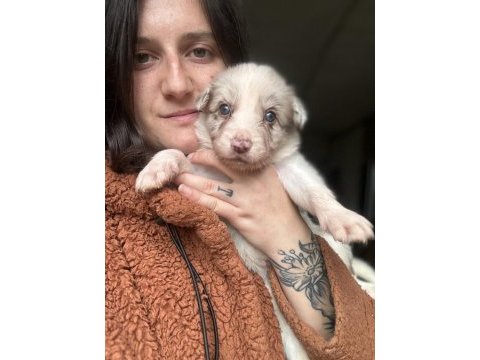 Border collie yavrularımız eğitim merkezimizden