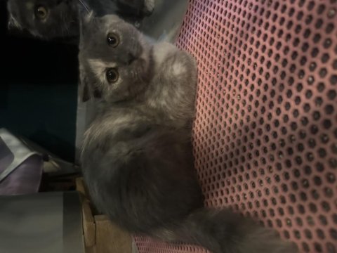 3 aylık british shorthair yavrular