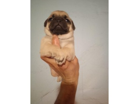 Pug mops yavrularımız