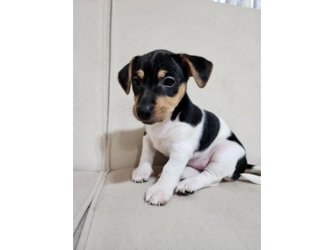 2 aylık orjinal safkan jack russell yavrular