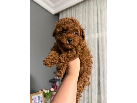 Orjinal ırk ve sağlık garantili poodle