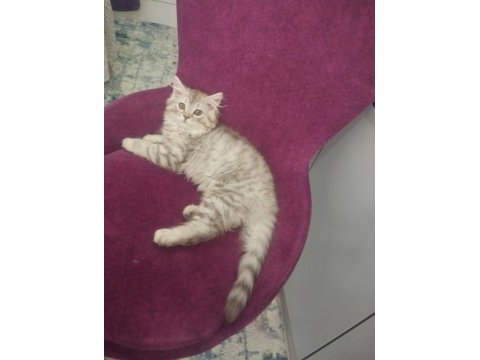 Acil sahiplendirme british longhair