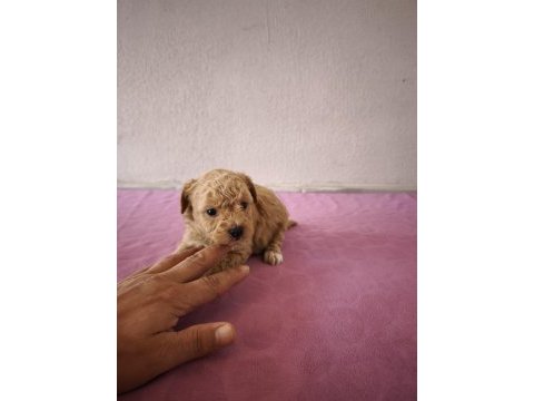 Uygun maltipoo bebeklerimiz