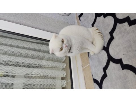Erkek kedimi sahiplendirmek istiyorum
