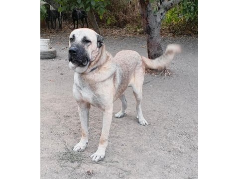 Sürüye uygun kangal çoban köpeği