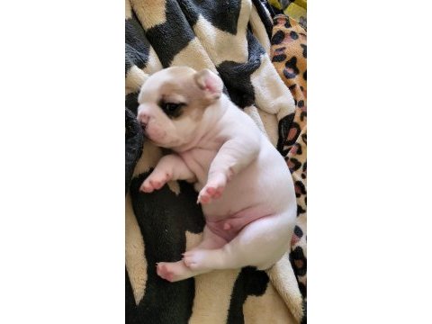 Yavru french bulldog