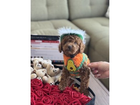 Yakışıklı oğlum odin büyümeyen toy poodle