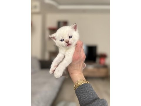 Scottish fold ve british shorthair kedimiz