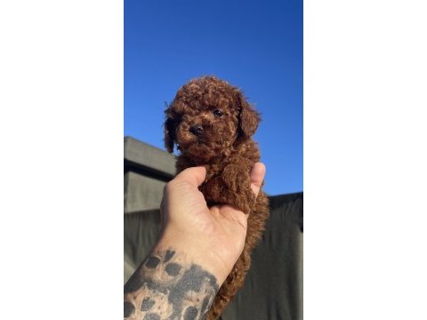 Safkan dişi toy poodle