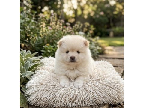 Kar beyazı pomeranian erkek prens