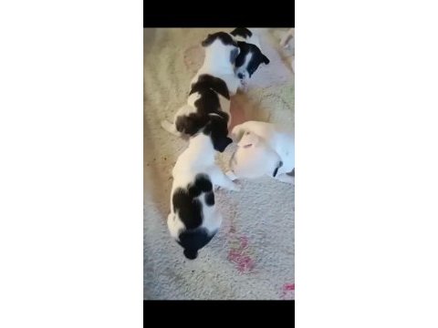 Kaliteli french bulldog yavrular