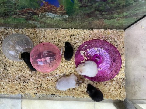 Yavru ve yetişkin hamster